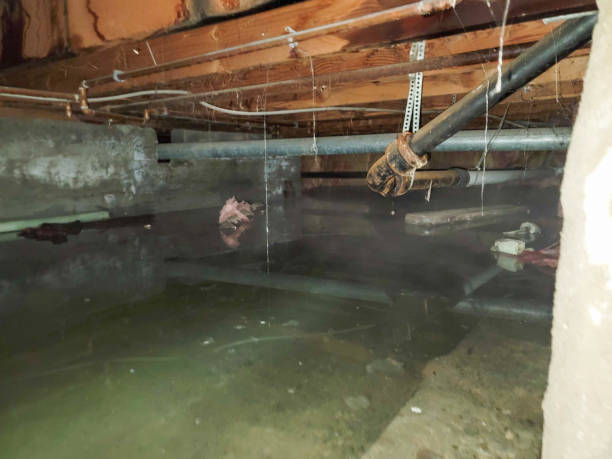 Best Flood restoration services  in Ritzville, WA